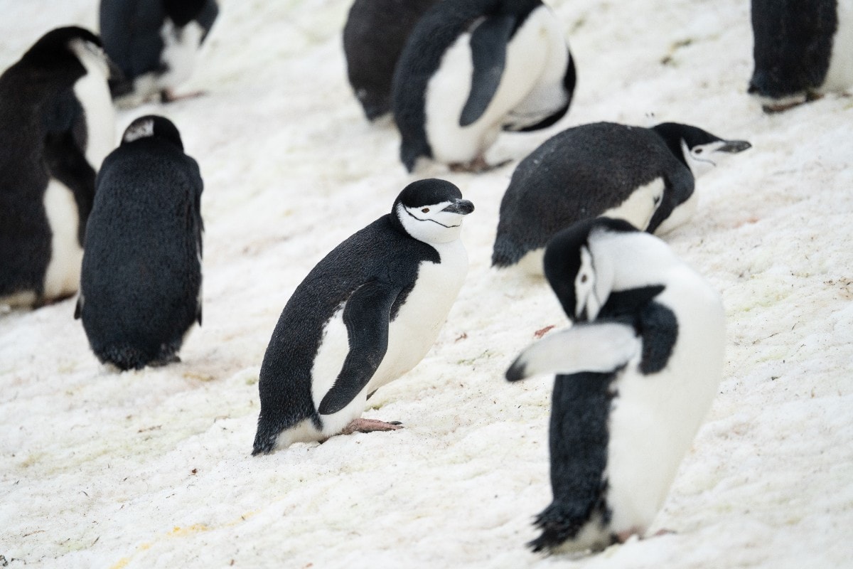 Colônia de pinguins deixa de ser maior do mundo após perder 250 mil casais