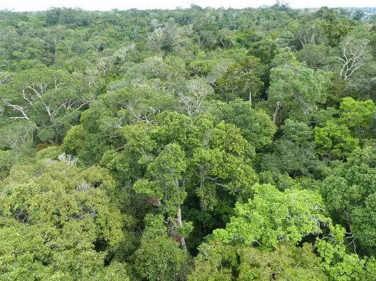 Extremos climáticos avançam mesmo em áreas conservadas da Amazônia, aponta estudo