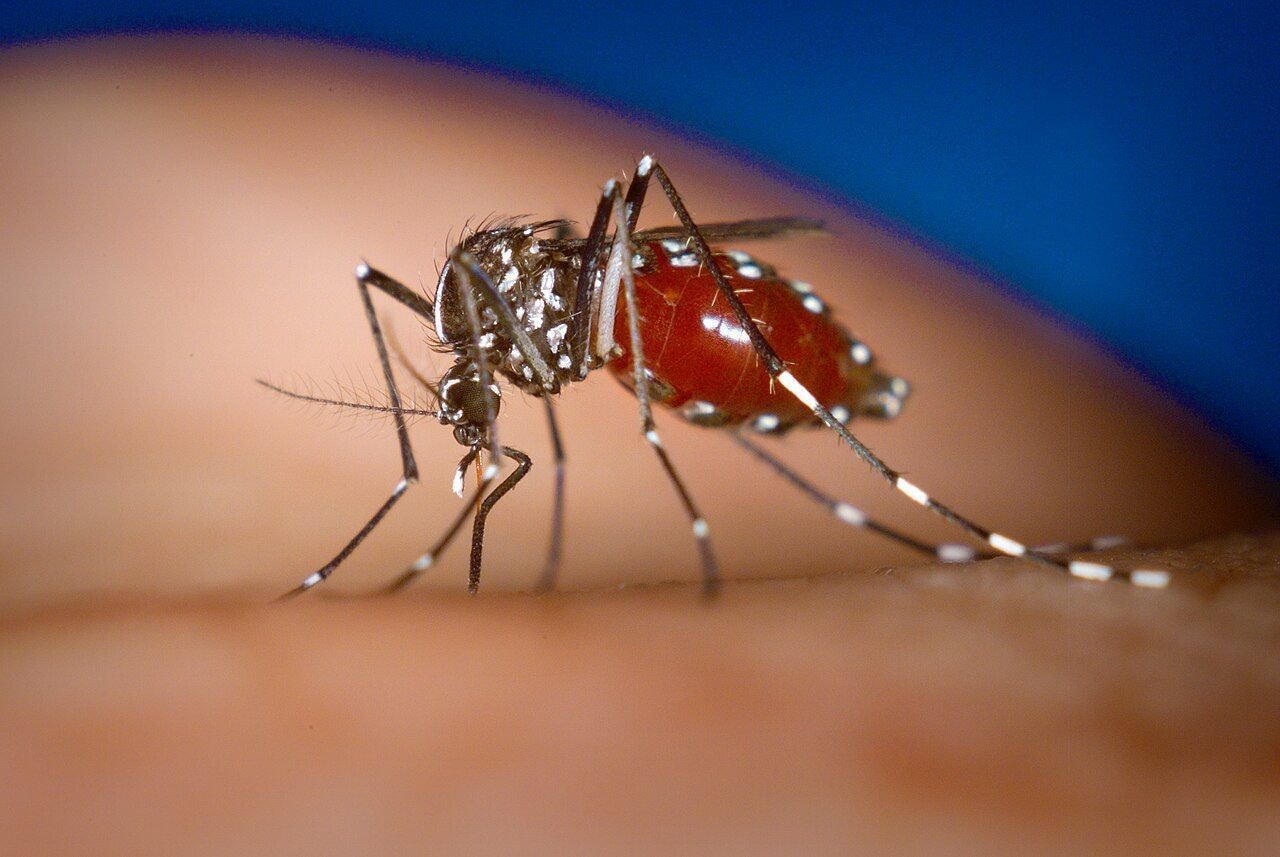 Aedes aegypti: 49% dos municípios avaliados no Brasil estão em alerta