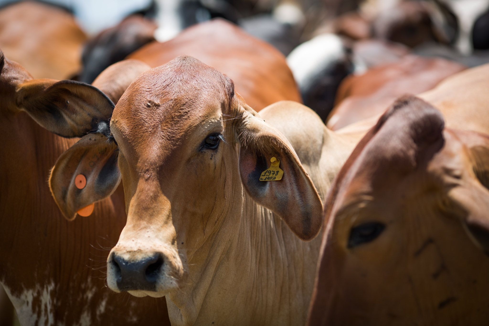 Brasil deve superar meta de abertura de mercados para o agro, diz ministro