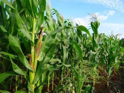 Negociações de soja e milho no Brasil enfrentam resistência de produtor