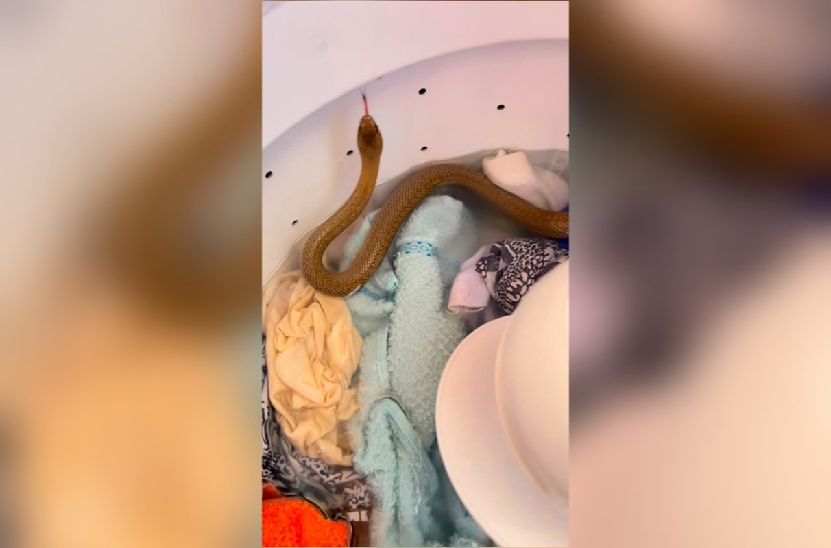 GO: mulher se assusta ao encontrar cobra em máquina de lavar roupas