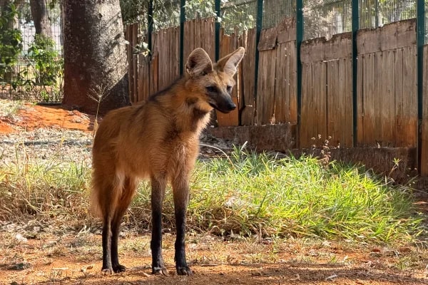 Lobo-guará do Zoo do DF é transferida para programa de conservação em SP
