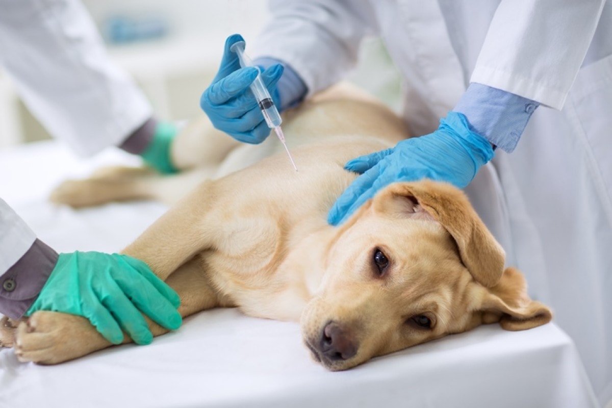 Outubro Rosa: câncer de mama afeta pets e tratamento precoce salva vidas