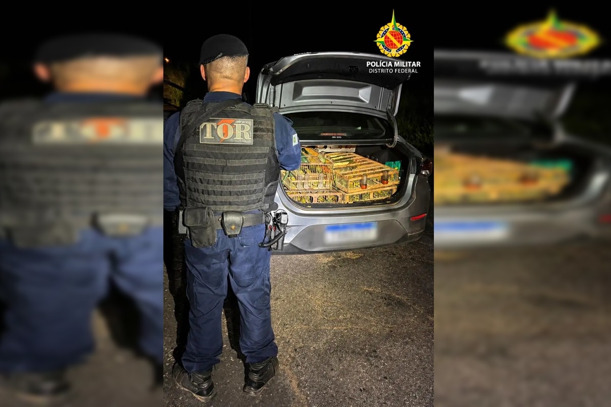 Avaliados em R$ 40 mil, 321 pássaros silvestres são apreendidos no DF