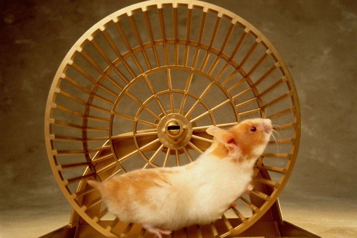 O que fazer para o seu hamster não sofrer com estresse e problemas de saúde