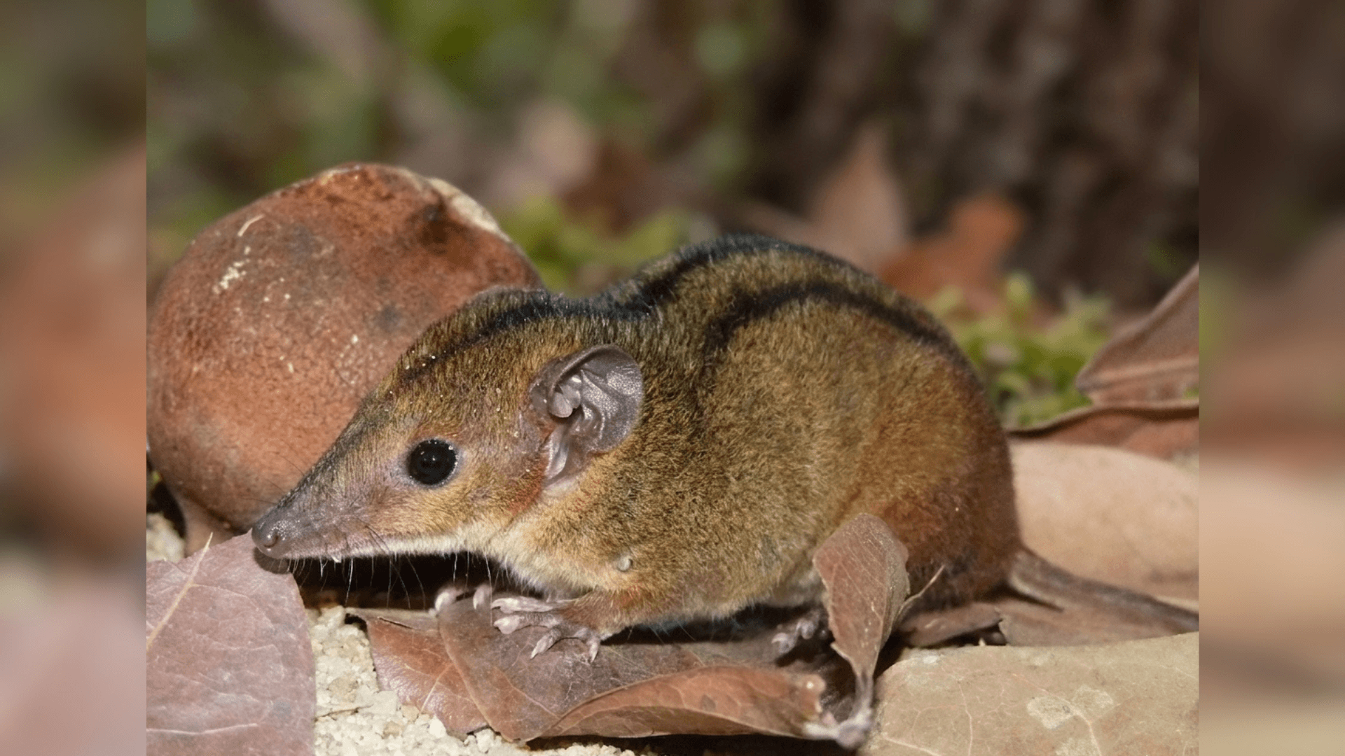 Solitário, macaco ‘Amendoim’ busca parceira sexual no Dia dos Namorados