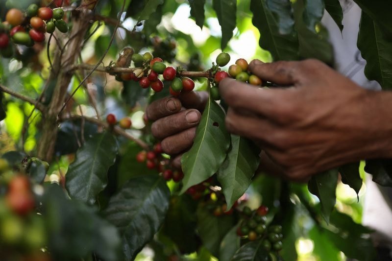 Terremoto atinge 11 mil cafeicultores às vésperas da colheita na Colômbia