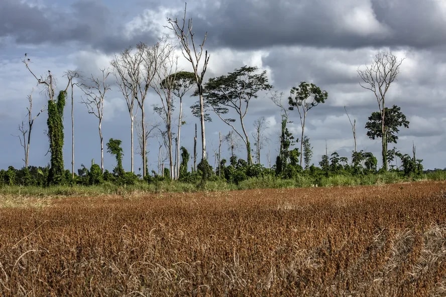 Portal Amazônia responde: por que o El Niño provoca seca na região Norte e chuvas na região Sul?