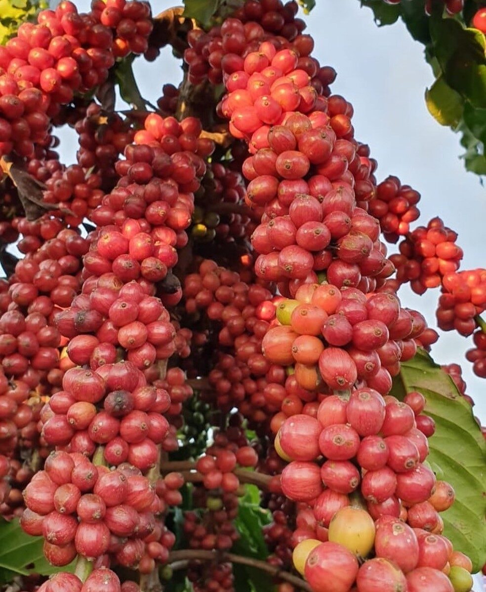Rondônia tem 13 das 20 finalistas no concurso nacional de café Florada Premiada