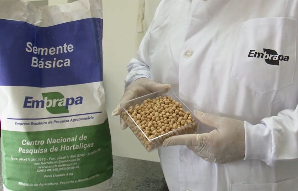 Algodão: Brasil exporta 3,37 milhões de toneladas e bate recorde
