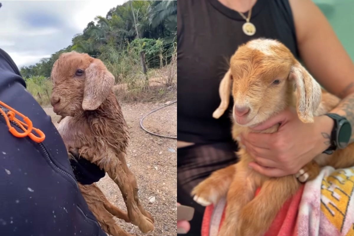 Cabrita resgatada viraliza ao conseguir fazer xixi em tapete higiênico