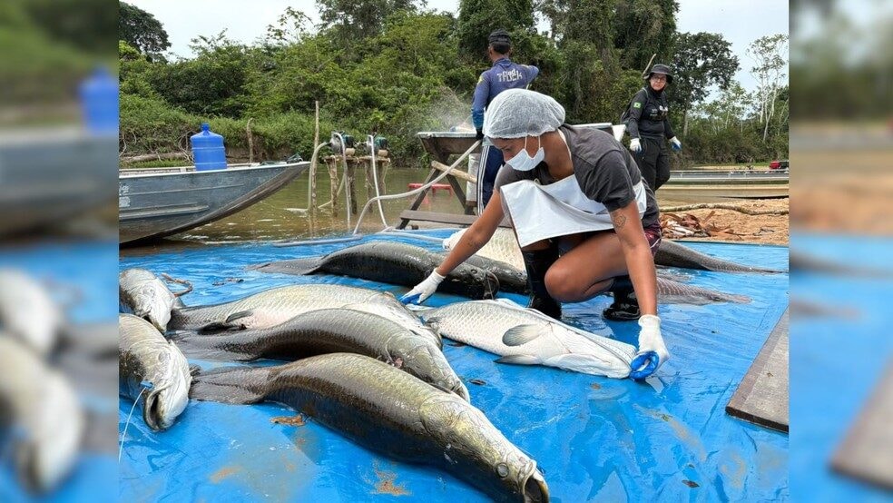 Mais de 18 toneladas de pirarucu invasor são retiradas de reserva em Rondônia