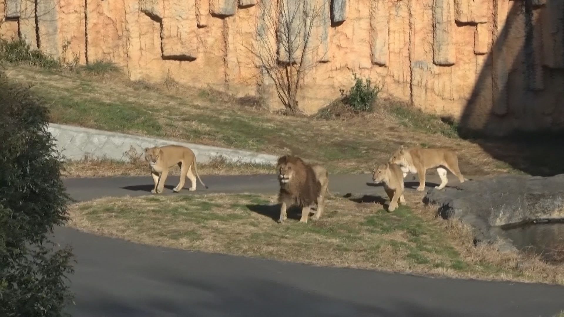 Três leoas morrem em zoológico de Tóquio em meio a onda de calor