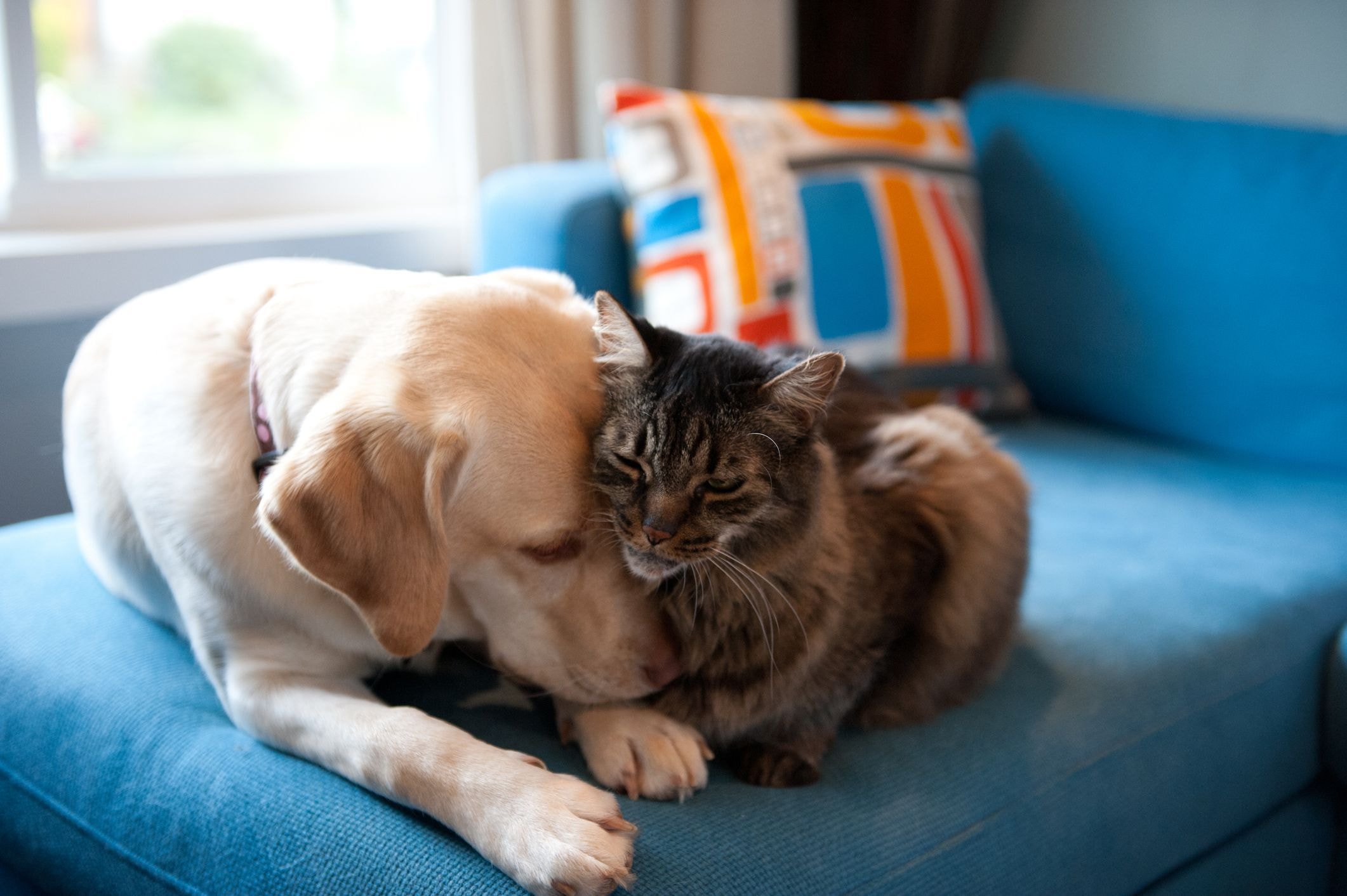Golden retriever comove a todos com drama para tomar injeção: “Dramático é sobrenome”
