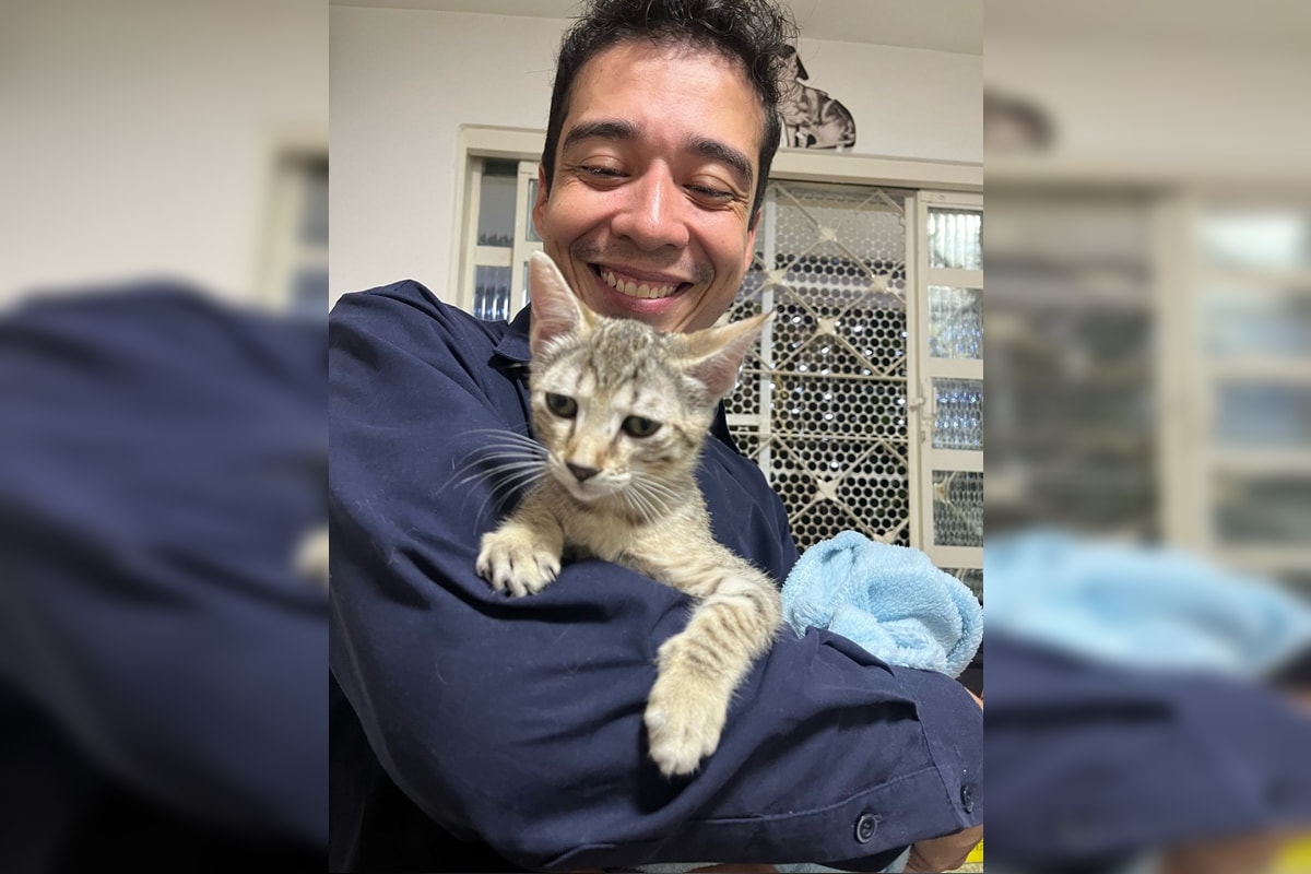 Justiça nega recurso de psicólogo condenado por matar 17 gatos gatos