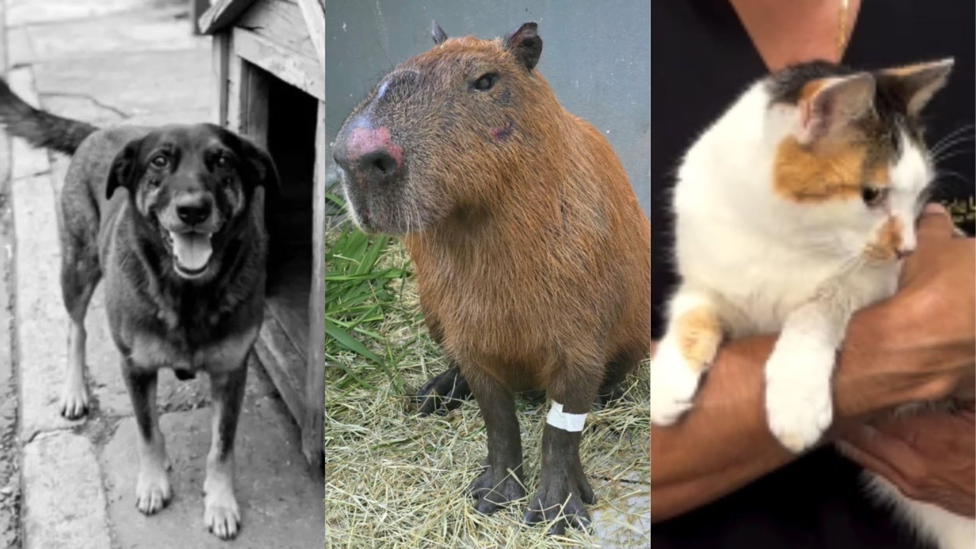 Lei Orelha: Alesc aprova penas para pais de menores que maltratam animais