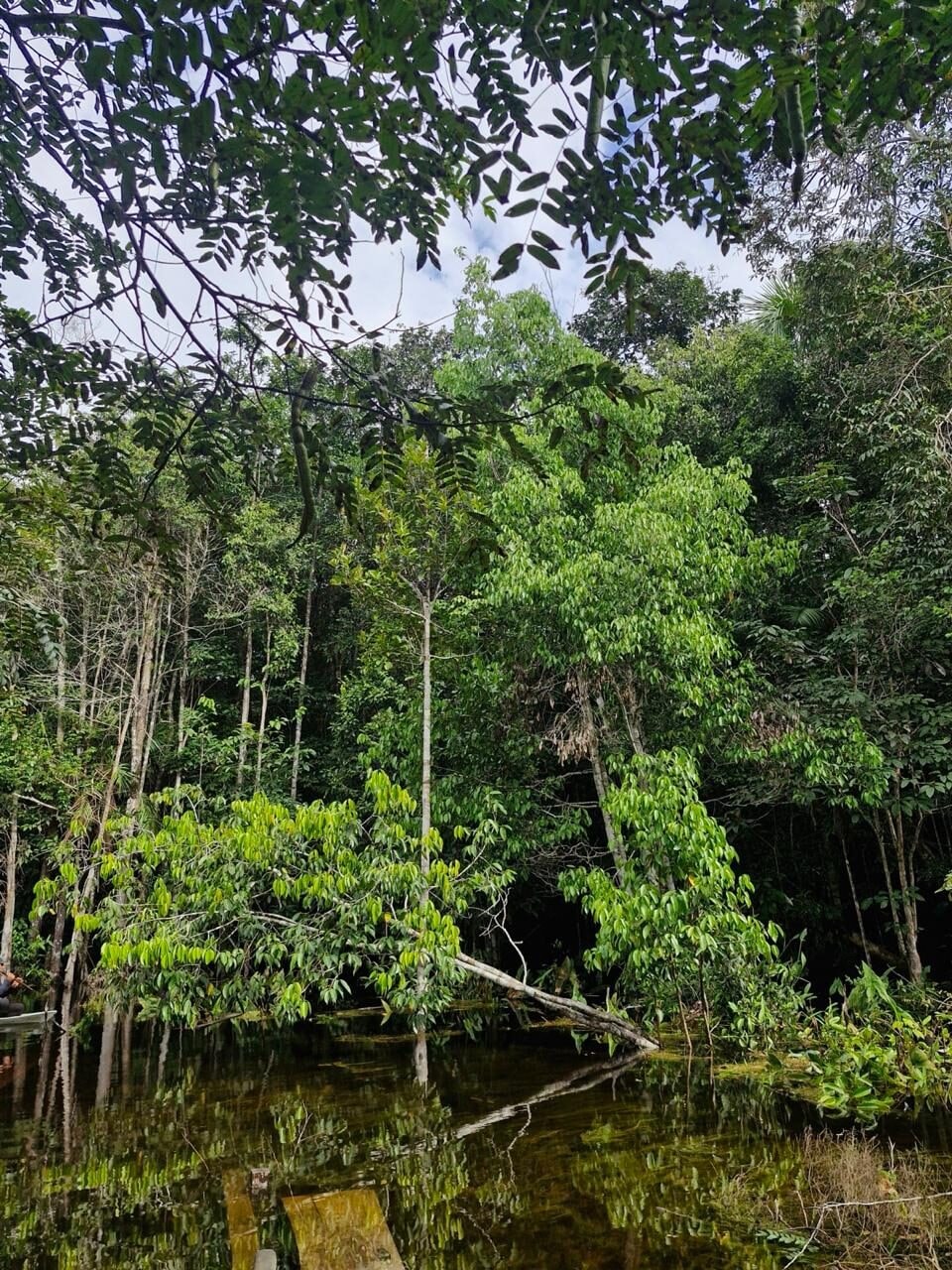 Puxuri, a árvore aromática da Amazônia com potencial científico e econômico