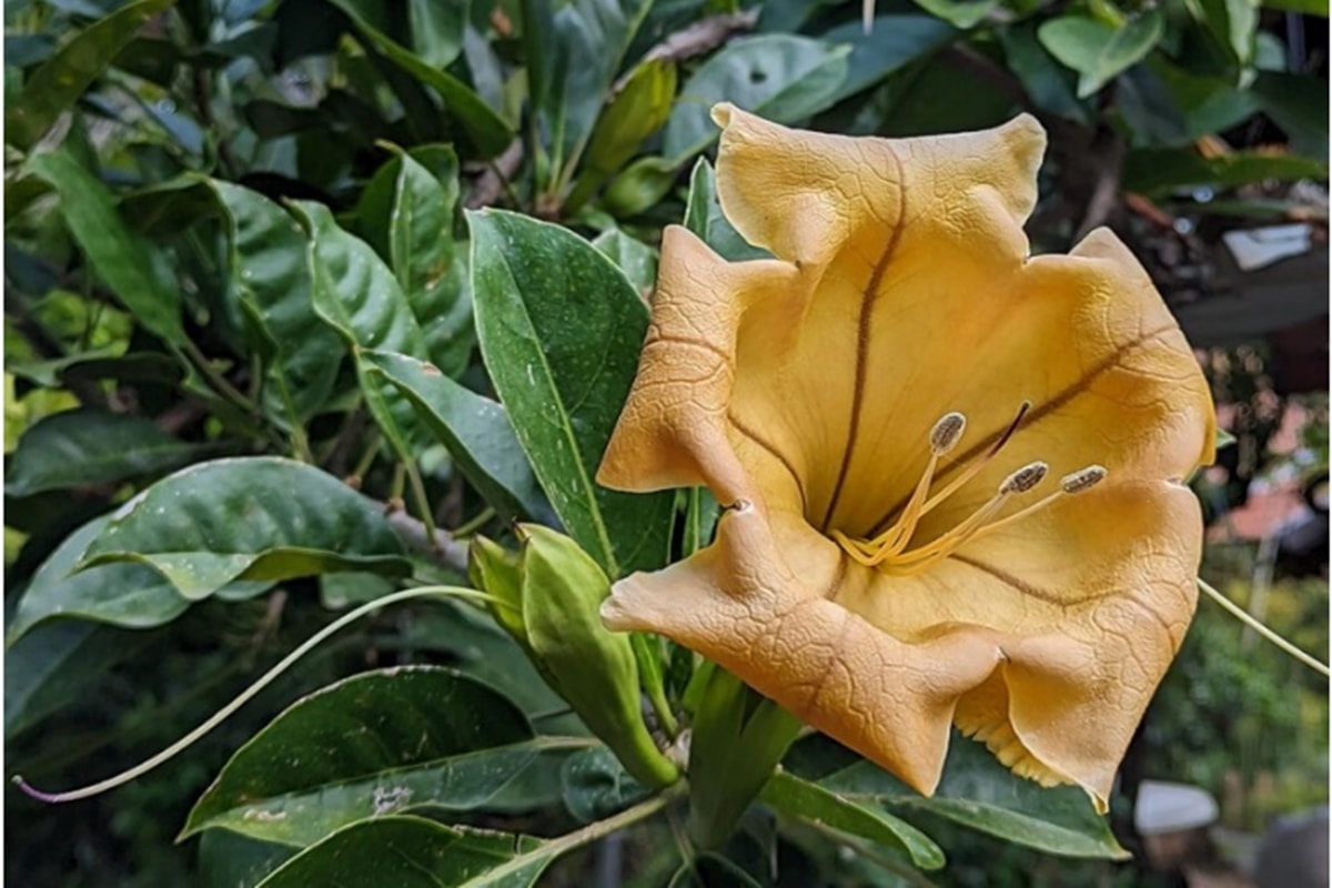Solandra maxima: a flor gigante em forma de taça dourada que fascina