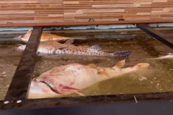Aquarista retorna de viagem e encontra dezenas de peixes jumbo mortos