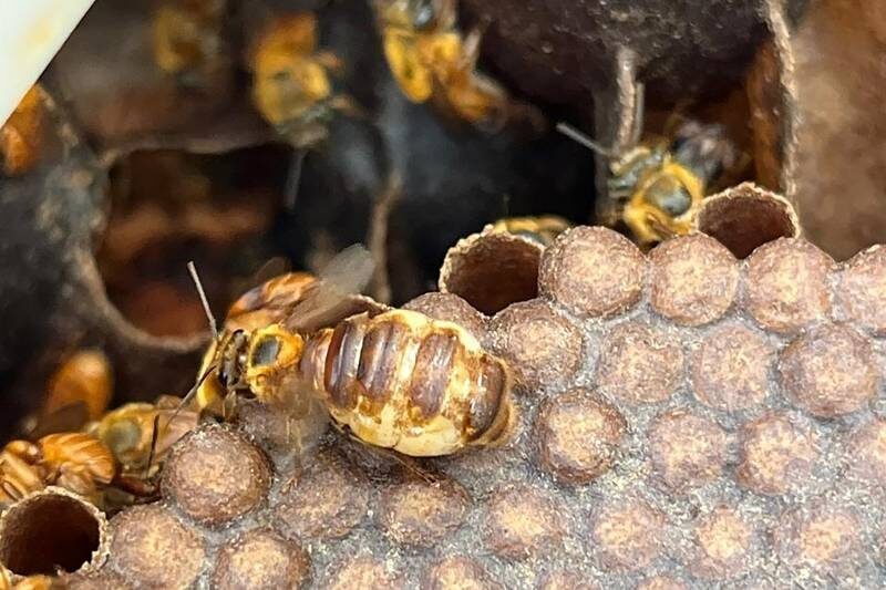 Perda do habitat das abelhas em Belterra gera alerta no Pará