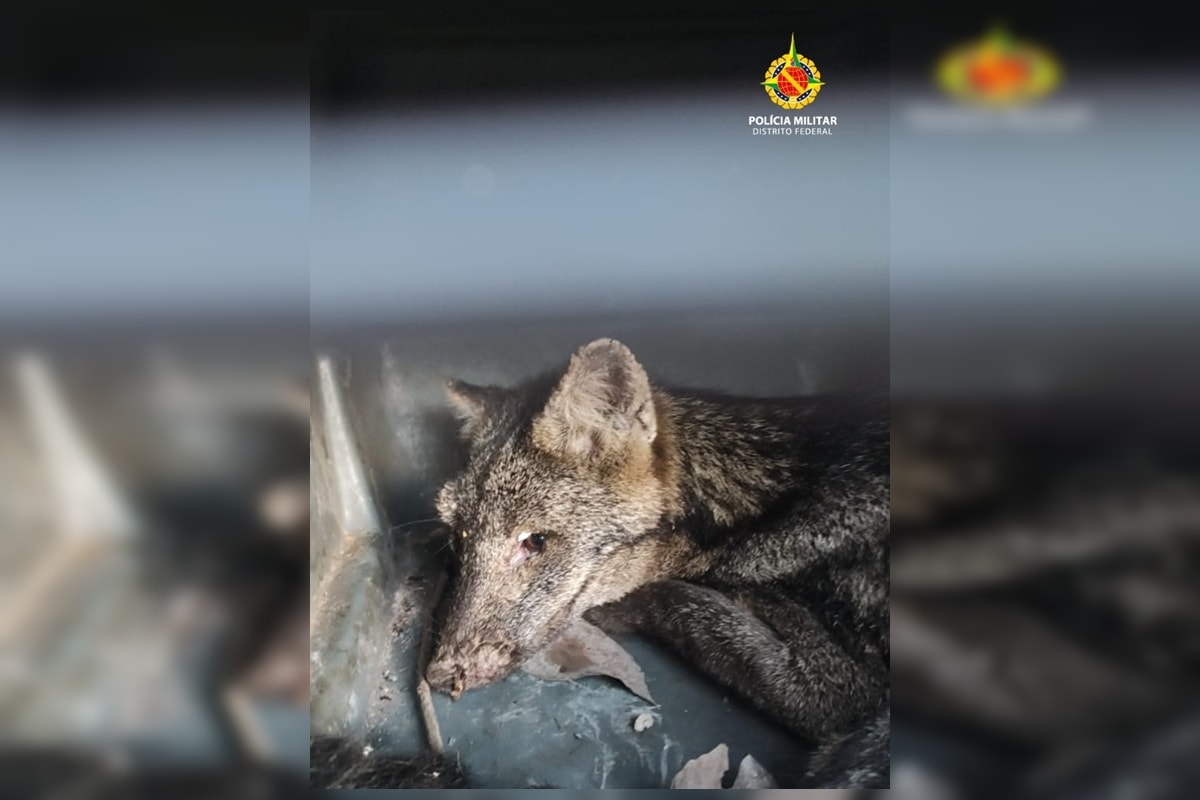 Cachorro-do-mato com ferimento no olho é resgatado em estado crítico