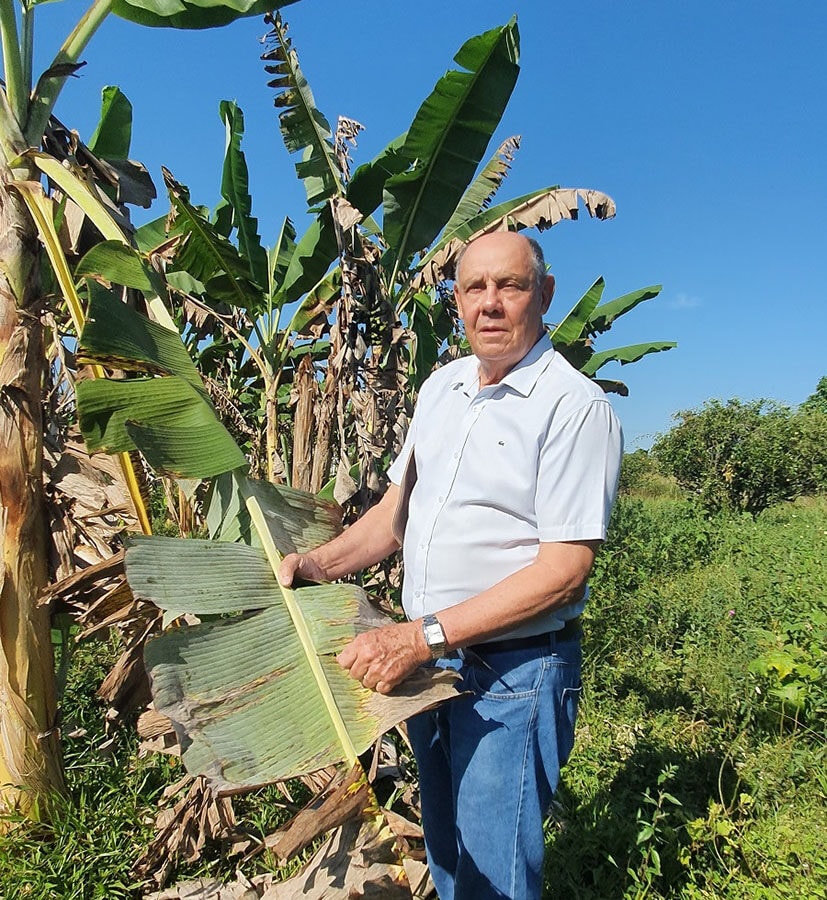 Inovação alia eficiência e sustentabilidade à bananicultura familiar na Amazônia