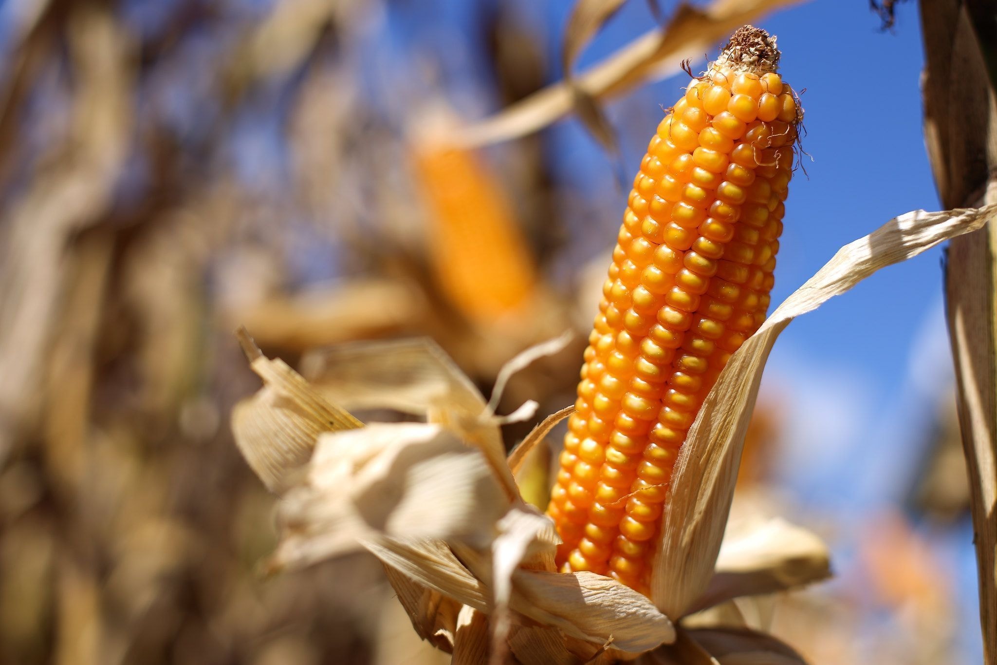 Colheita de milho do Brasil aproxima-se de 60% da área, diz Pátria