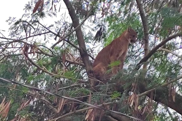 Onça-parda invade sítio, sobe em árvore e mobiliza operação em SP