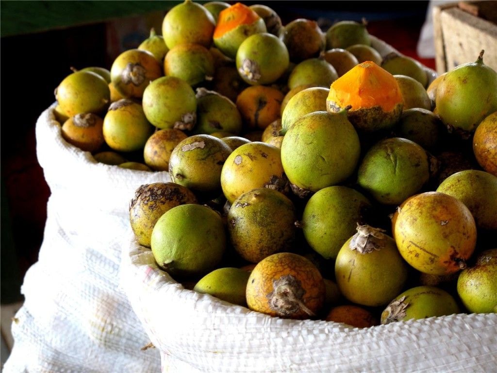 Trufa de tucumã: aprenda receita que vira alternativa de negócio na Amazônia