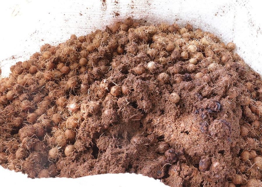 Nanofertilizante produzido com caroço de açaí estimula crescimento de milho e sorgo