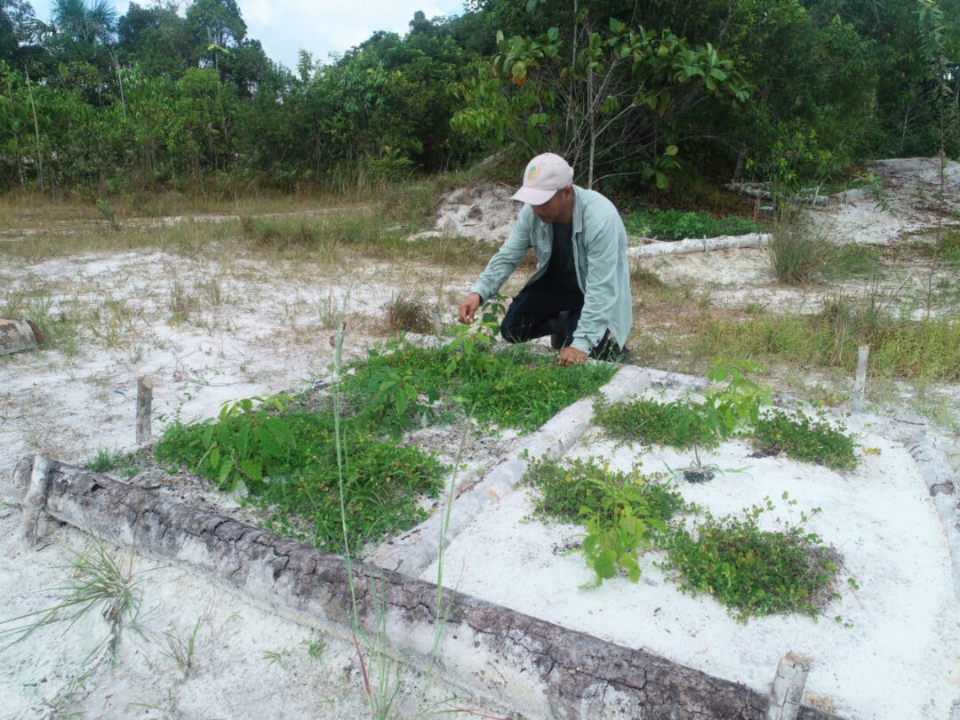 IIAP propõe restaurar varillales degradadas pela extração de areia através de “ilhas de fertilidade” na Amazônia peruana