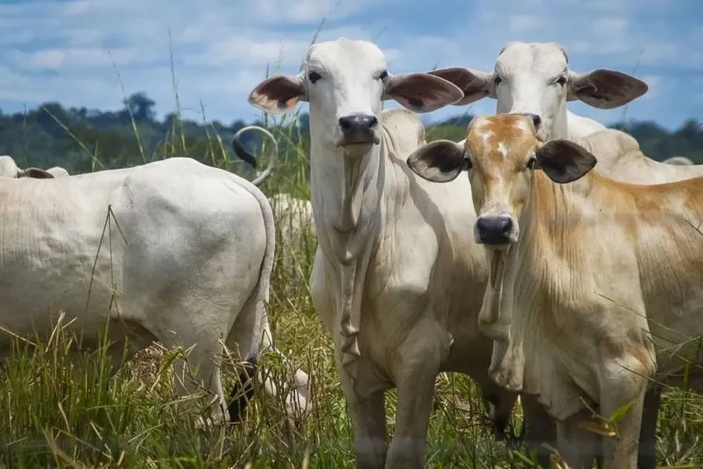 Produtora investe em inseminação artificial em tempo fixo e amplia rebanho em Roraima