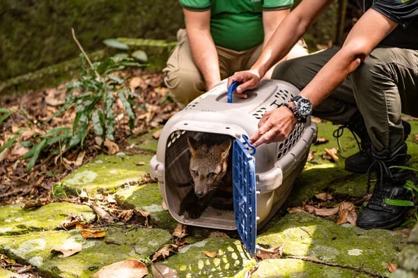 ICMBio devolve animais recuperados de ferimentos ao Parque da Tijuca