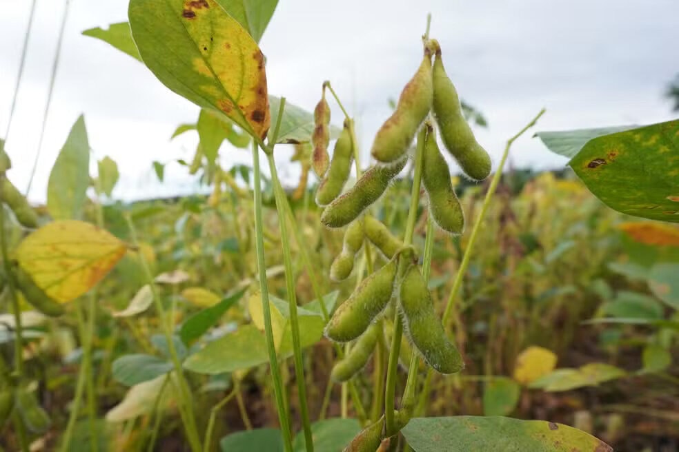 Seca em Roraima ameaça colheita de soja; risco é de 50% na queda da produção do alimento