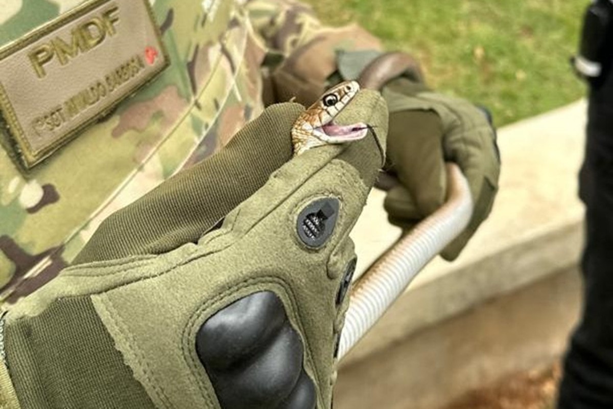Cobra é encontrada dentro de escola no Lago Sul e resgatada pela polícia