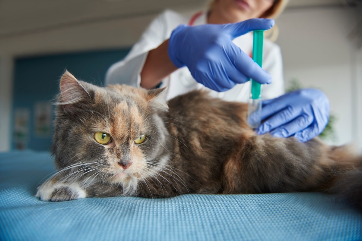 Veterinário alerta para riscos de atrasar a vacinação dos pets