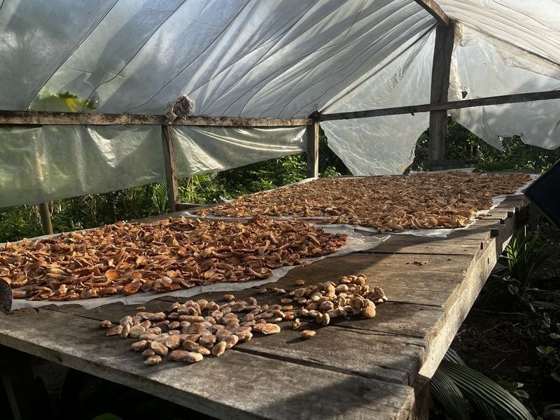 Lei reconhece quebradeiras de coco babaçu como patrimônio cultural