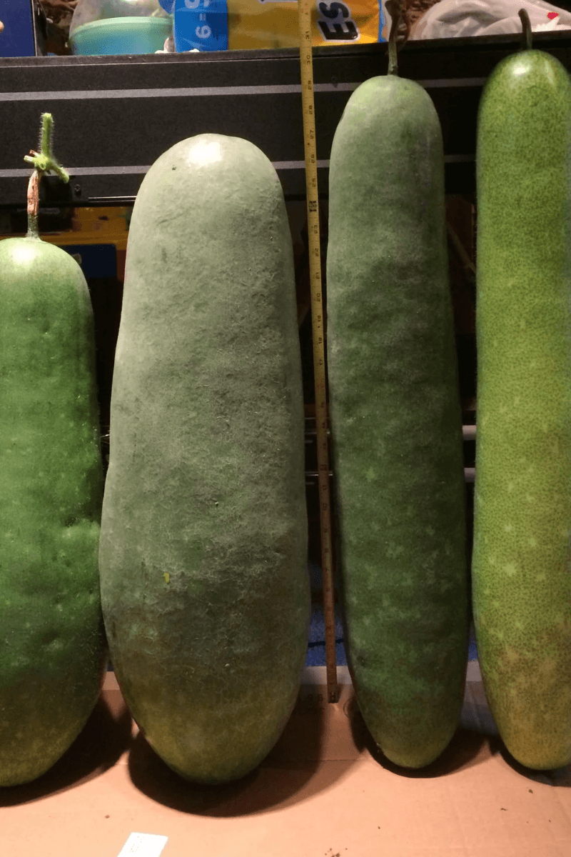 Pais usam melões gigantes para aliviar o calor de bebês na China