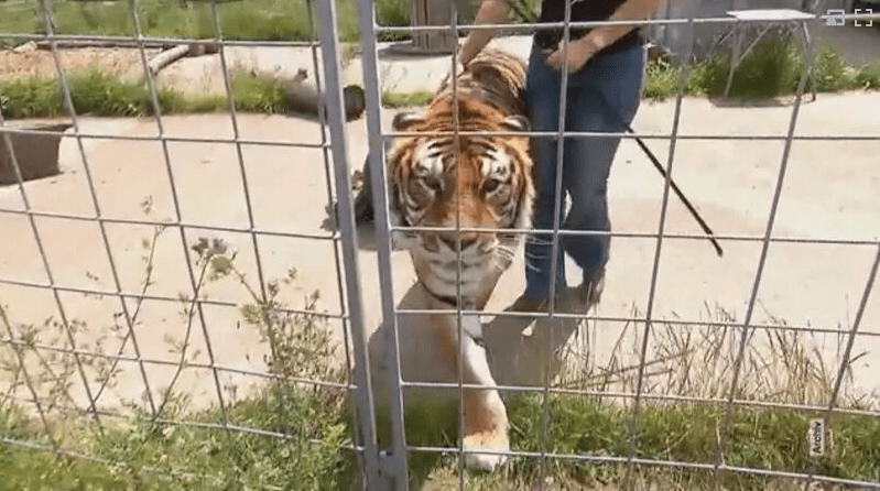Leão que foi resgatado do ‘pior zoológico da Europa’ fez sinfonia de rugidos com outros animais