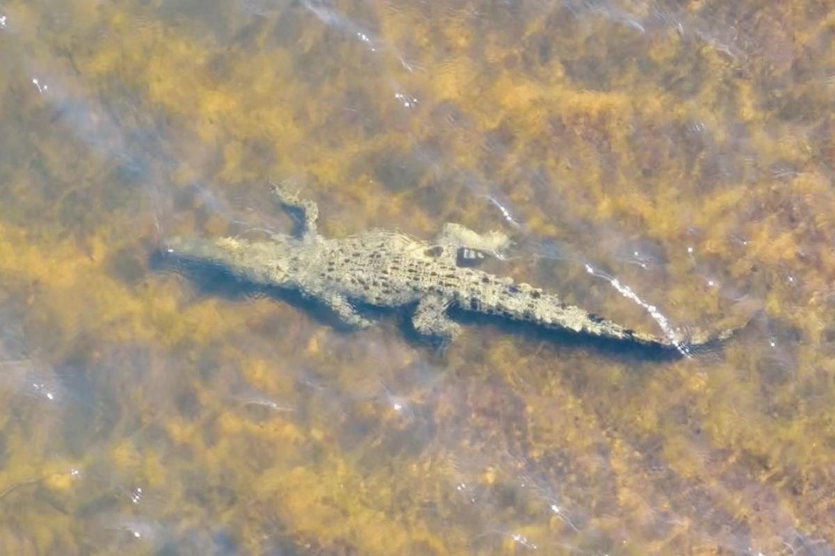 William ganha homenagem inusitada e tem crocodilo batizado com seu nome