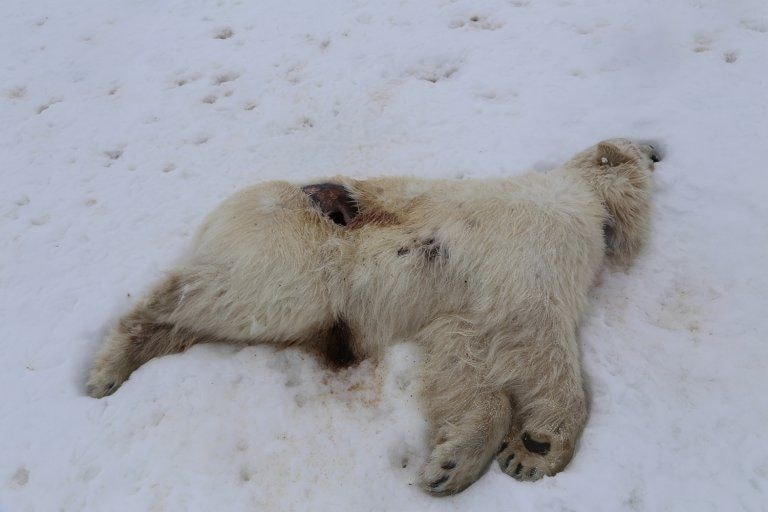 Austrália relata segundo caso de gripe aviária H5N1 em menos de uma semana