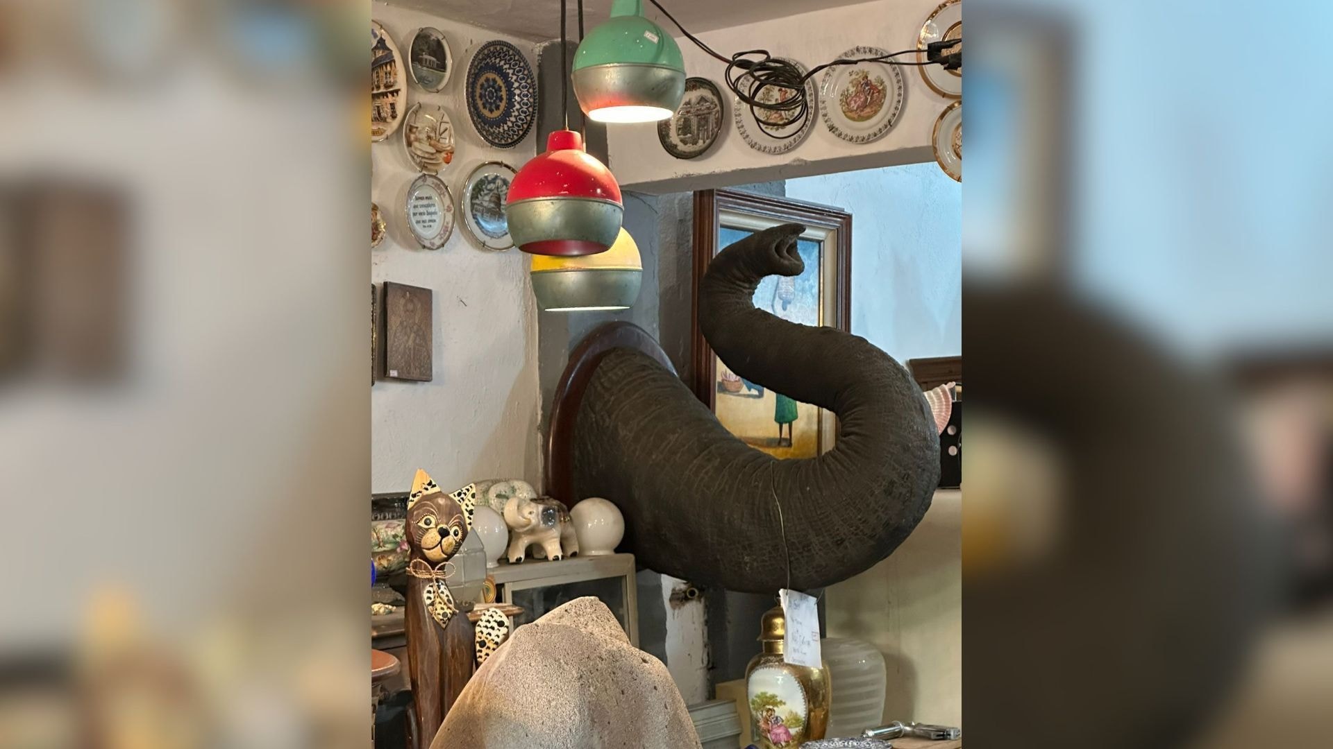 O último elefante apaixonado: conheça a história de Sandro que vive solitário desde que sua companheira partiu