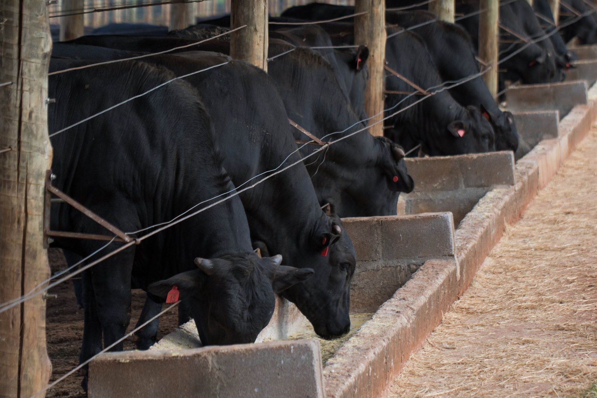 Vacinas impulsionam alta de 9,1% no faturamento da MSD Saúde Animal em 2025