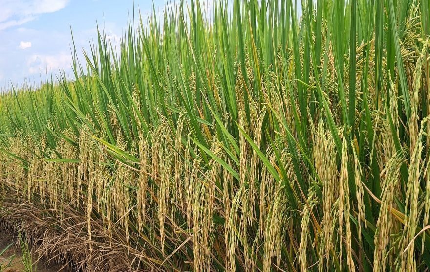 Três tradings voltam a comprar arroz gaúcho para exportação