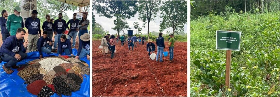 Unidade demonstrativa de restauração com muvuca de sementes é instalada em Altamira, no Pará