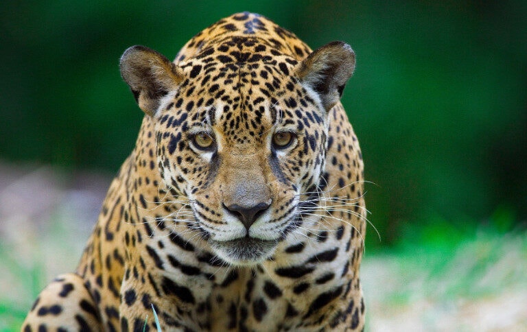 Alta densidade de onças nas florestas inundáveis da Amazônia pode mascarar mudanças críticas na população