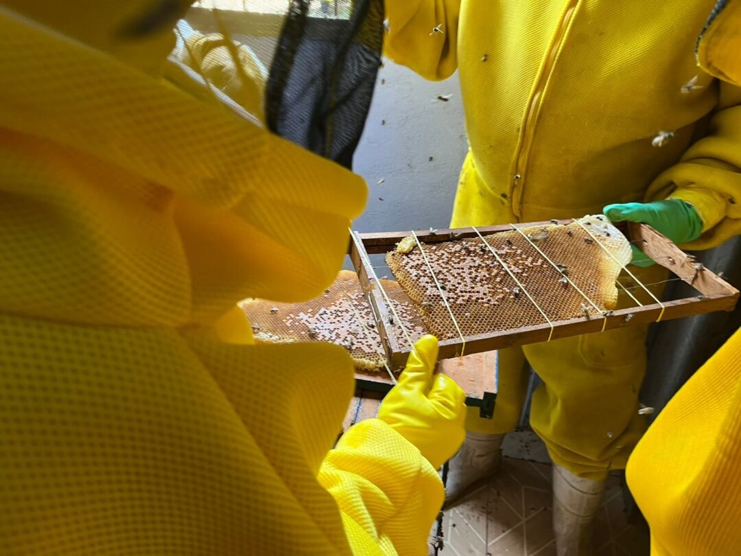 Hidromel, bebida milenar dos vikings, ganha versão produzida em Rondônia