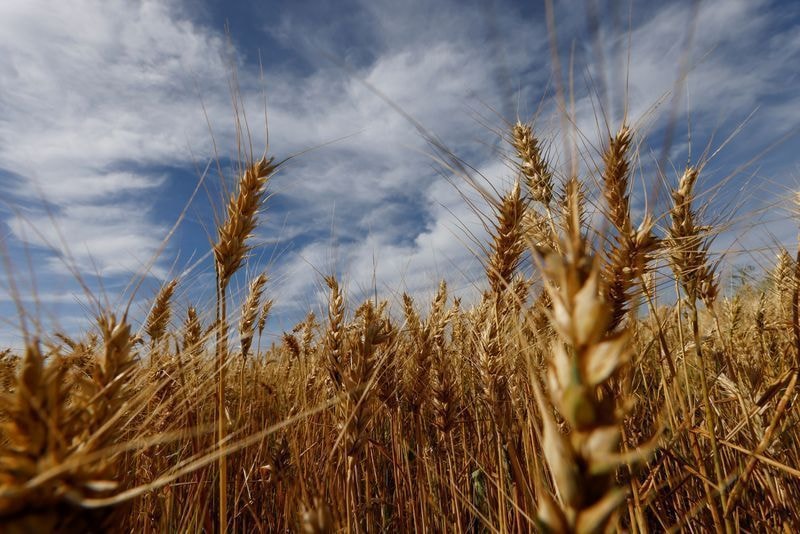 Brasil reduz importação de trigo, mas dependência externa tende a crescer