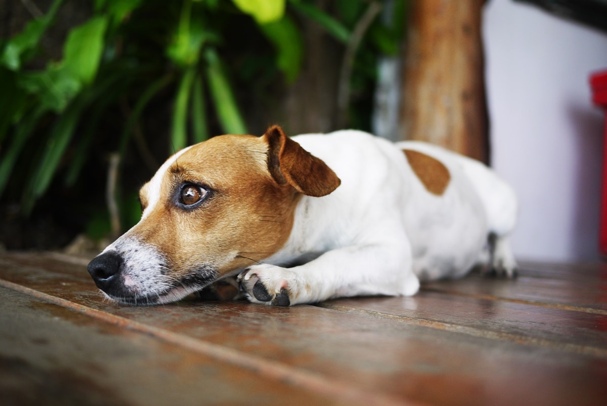 Cachorro em apartamento: energia da raça importa mais que o porte